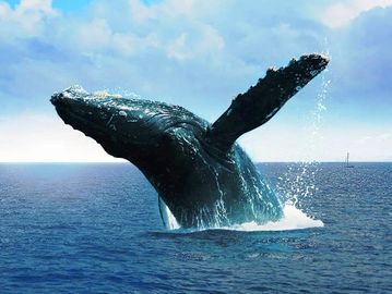 Ballenas Jorobadas en el Pacifico Colombiano