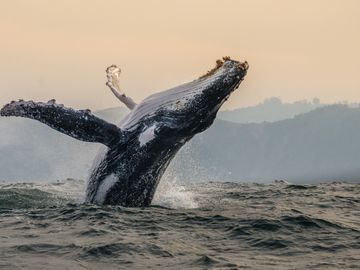 Ballenas Jorobadas en el Pacifico Colombiano