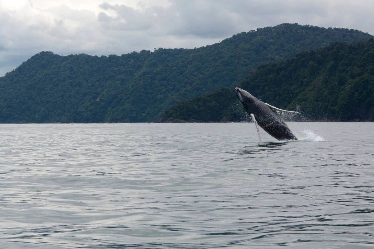 Bahía Solano - Avistamiento de Ballenas Colombia