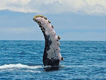 Ballenas Jorobadas en el Pacifico Colombiano 