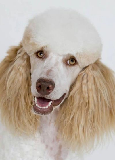 Adult poodle.