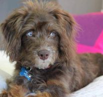 Brown Aussiedoodle puppy with two blue eyes laying down on a blanket.