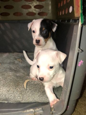Two adorable puppies sitting inside a plastic crate.