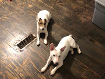 Two dogs lying on a wooden floor near a vent.