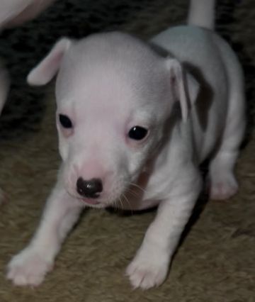 A small white puppy with a black nose on a carpet.