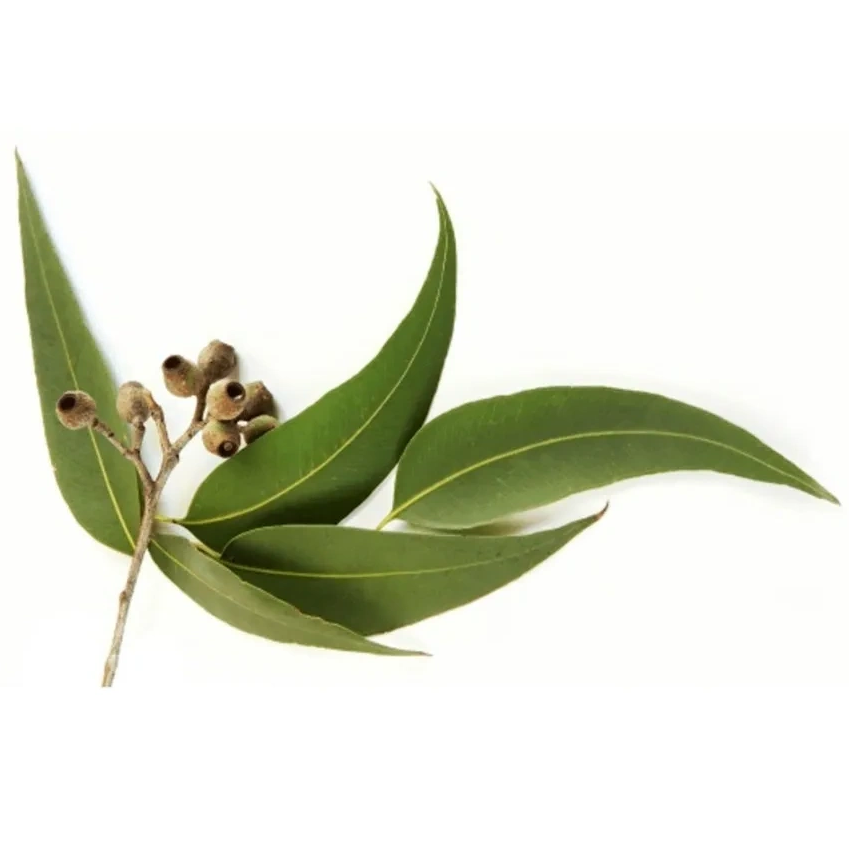 Eucalyptus branch with green leaves and seed pods on a white background.