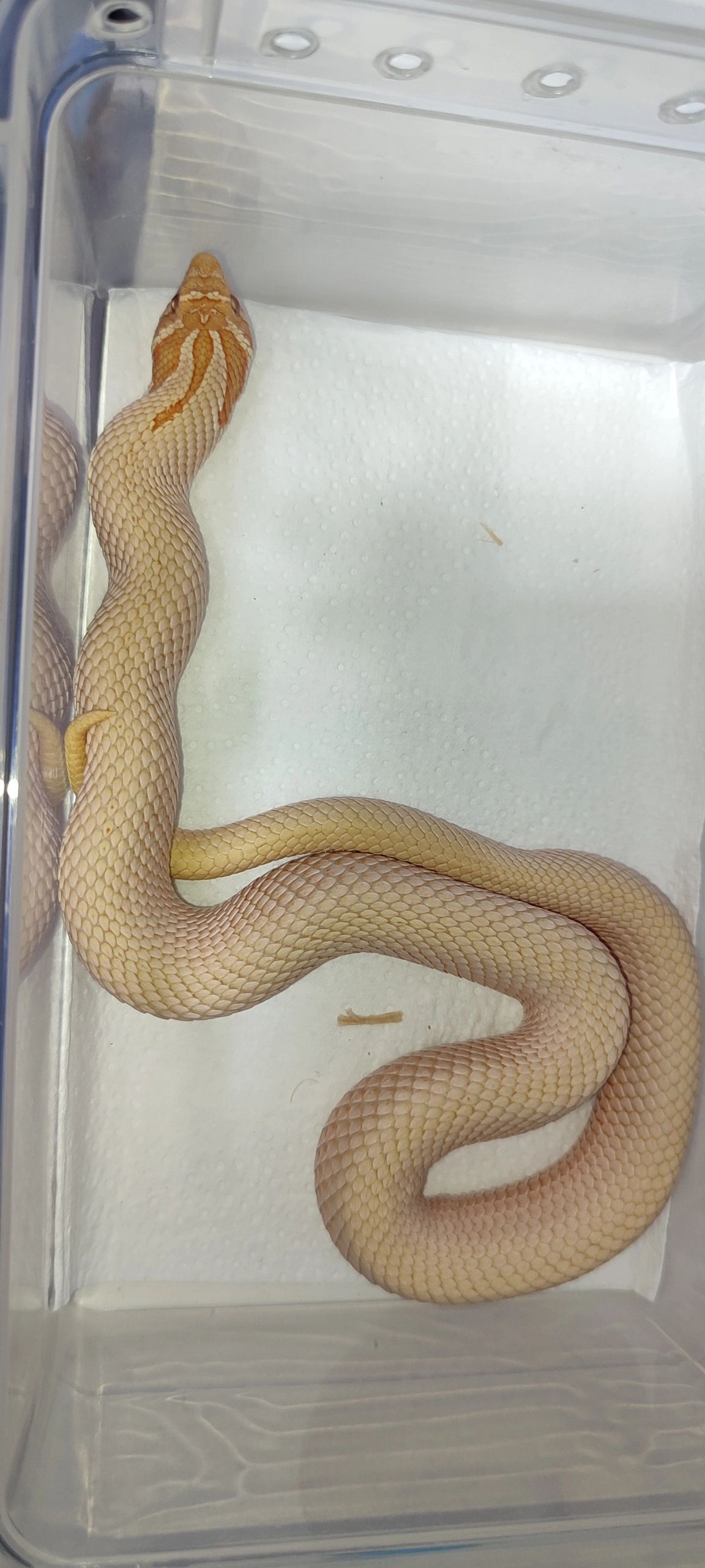 A patternless Hognose snake with a pale orange body and darker orange headstamp.