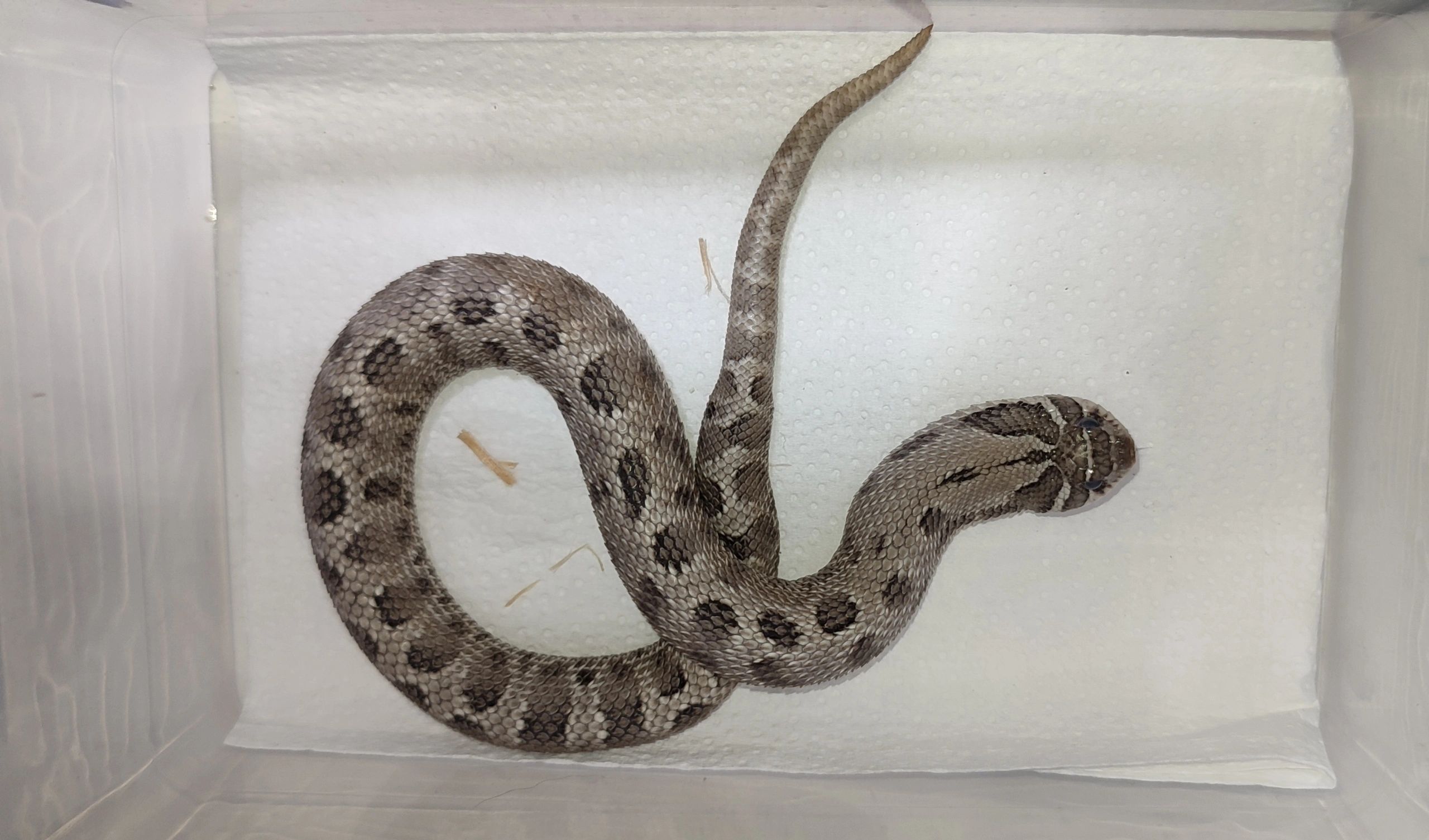 A juvenile greyscale Hognose snake with reduced pattern.