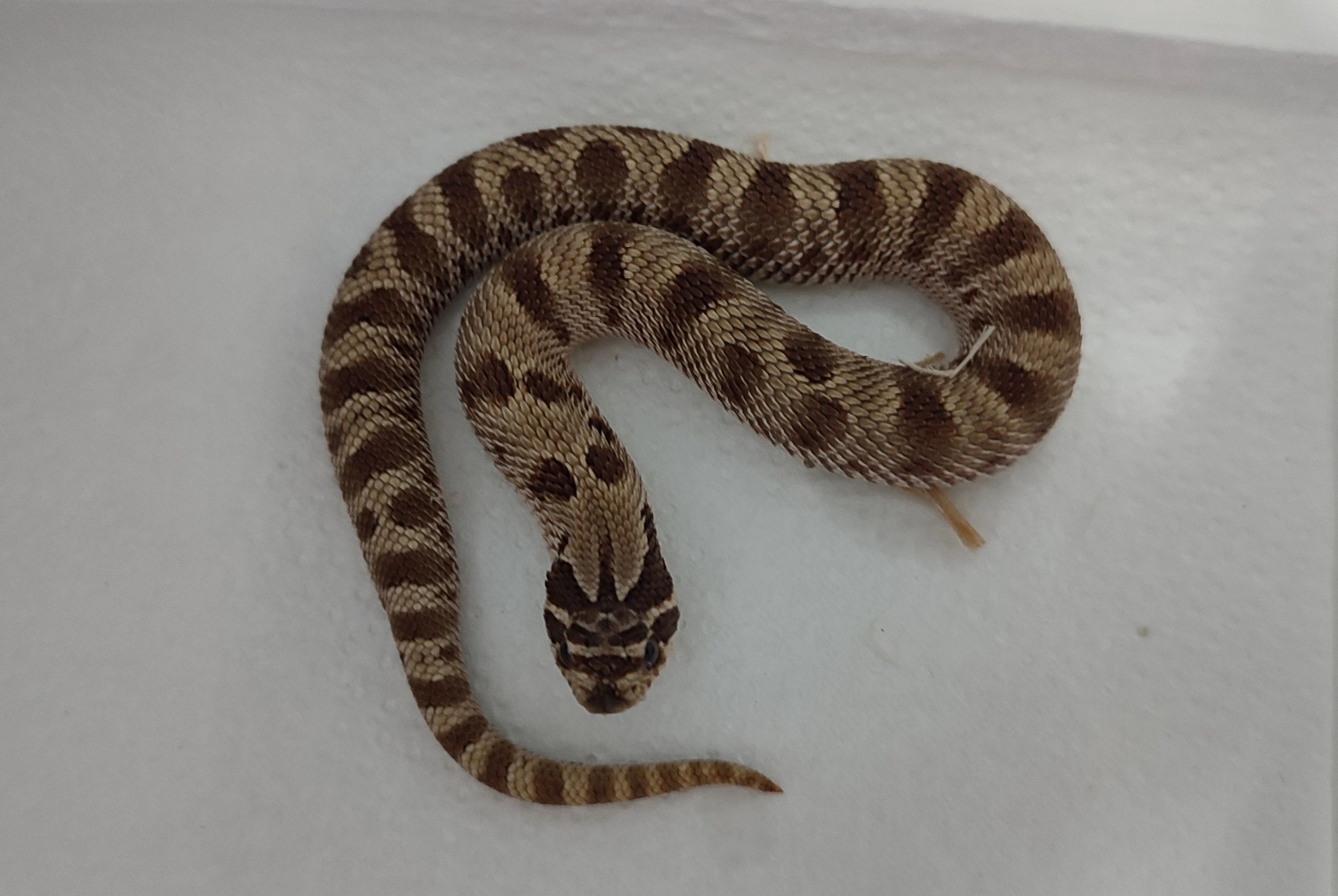 A normal brownish coloured Hognose snake with reduced pattern.