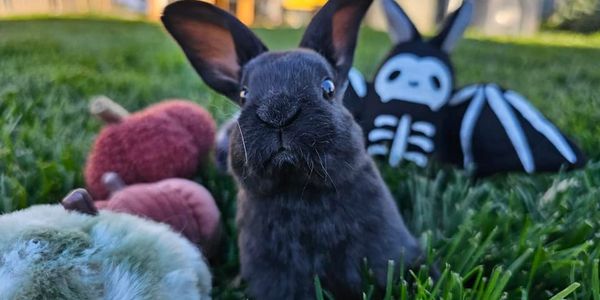 Cute Rex Rabbit in the grass with pumpkins.