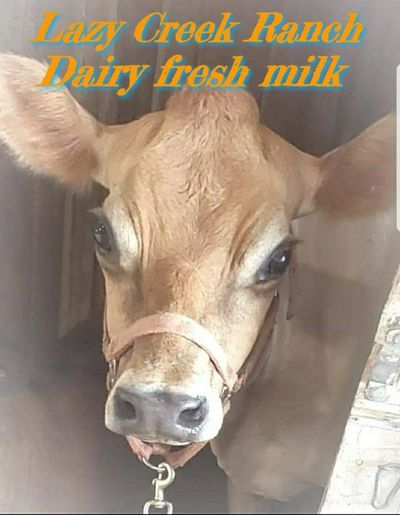 Dairy cows raw milk 