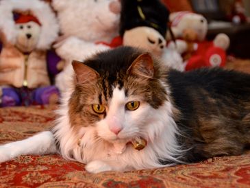 Max's Pet Patrol Pet Sitters- owner's cat Moses