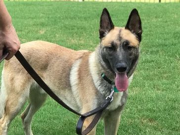 Max's Pet Patrol Pet Sitters- owner's dog Maverick