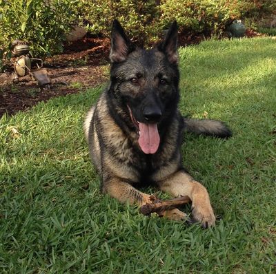 Max- the namesake of Max's Pet Patrol Pet Sitters