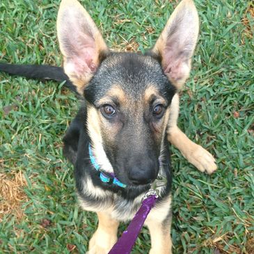 German Shepherd puppy