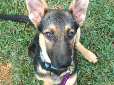 Max's Pet Patrol Pet Sitters- owner's dog Eva
