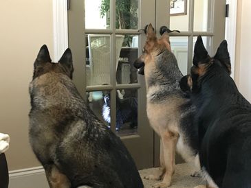 Owner of Max's Pet Patrol  Pet Sitters dogs- Max, Eva and Isa