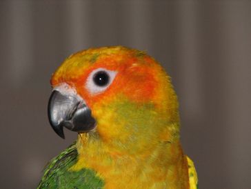 Max's Pet Patrol Pet Sitters- owner's bird Pancho