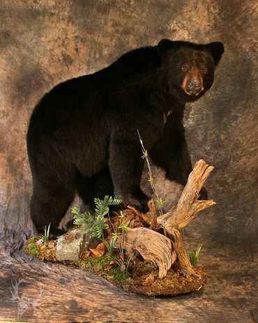 Black bear mount. lifesize black bear mount. black bear taxidermy. taxidermist. black bear. pa bear