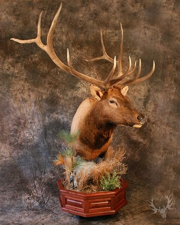 elk pedestal mount. bull elk. floor pedestal elk mount. hardwood base. floor elk mount