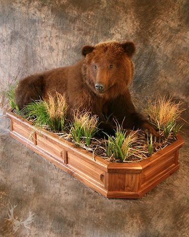 life-size brown bear. habitat base. grass habitat. laying down bear mount. grizzly bear