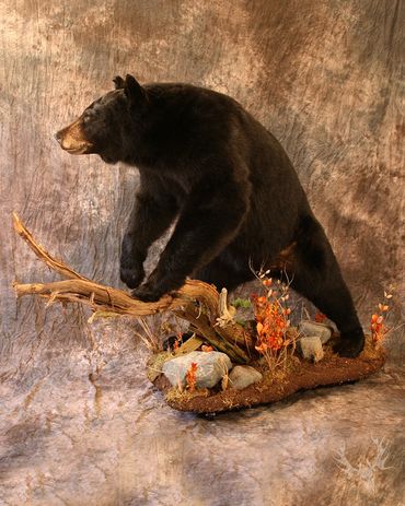 Life-size Black bear mount