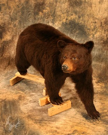 Chocolate bear. color phase bear mount. chocolate bear mount. life-size bear mount. black bear