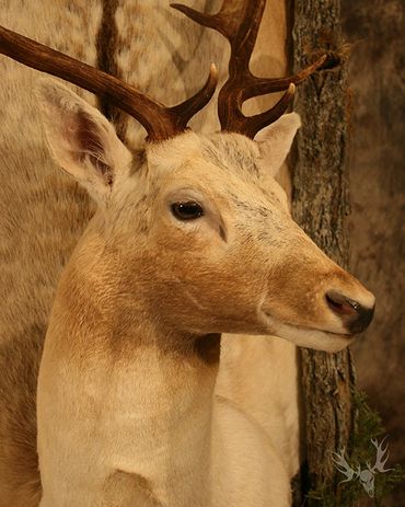 fallow deer mount. white fallow deer mount. unique taxidermy wall mount. custom taxidermy mount