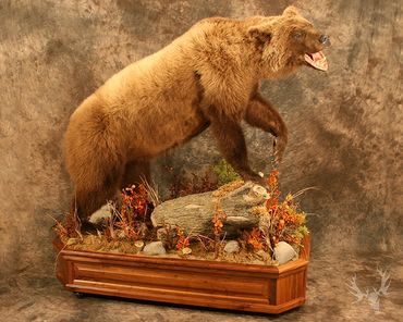 Alaskan grizzly bear mount. grizzly bear mount. open mouth grizzly. grizzly mount. life size grizzly