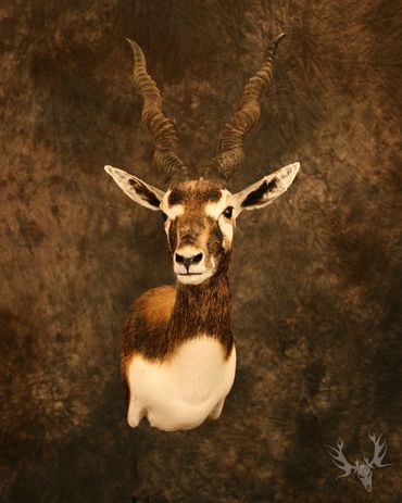 black buck mount. black buck shoulder mount. black buck taxidermy mount