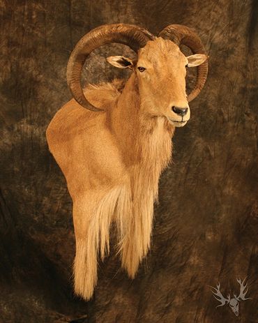 aoudad mount. aoudad shoulder mount. aoudad wall pedestal mount. Texas aoudad mount