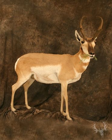 life-size antelope mount. full body antelope mount. pronghorn antelope mount. taxidermy