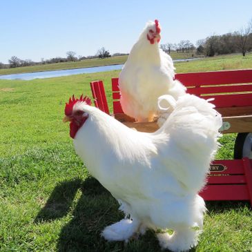 Chickens For Sale In College Station Bird And Bee Farm