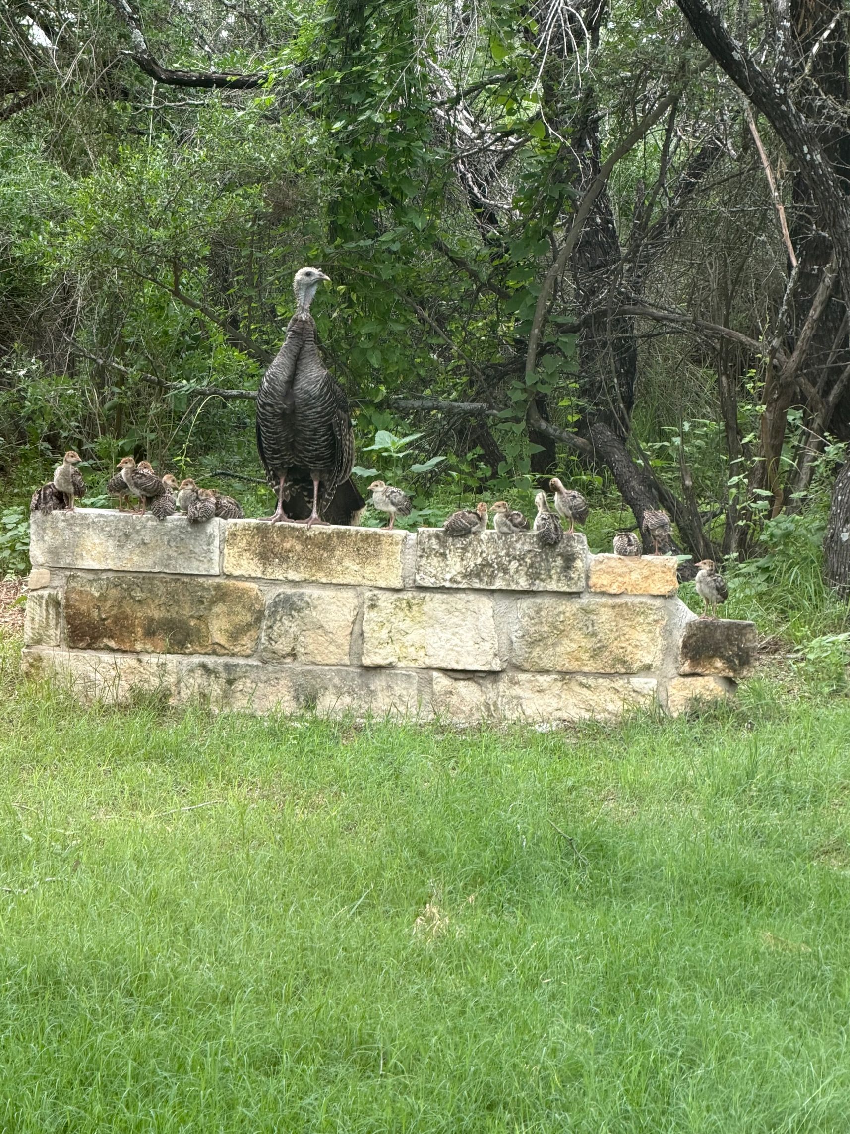 2026 Rio Hen with Poults