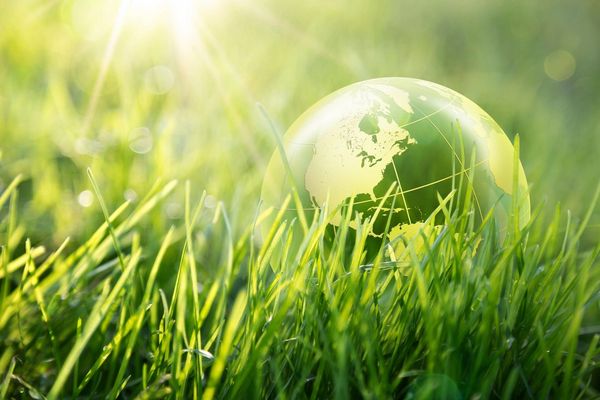 A Clear Glove in Green Grass in Sunlight