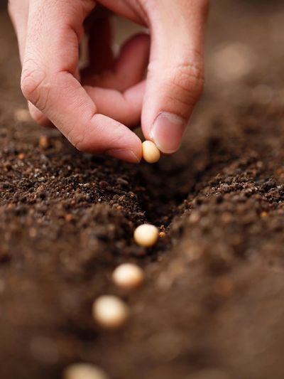 Sow the seeds of soybean in the field of garden.