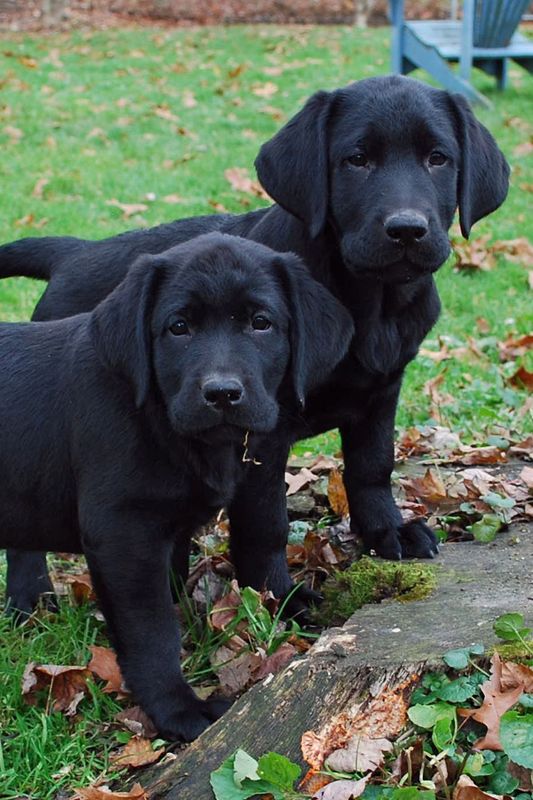 Bittersweet Labradors