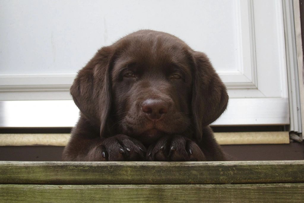 Bittersweet Labradors