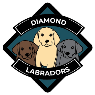 Diamond Labradors