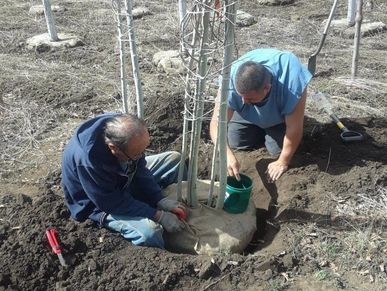 joe and carlos hand digging a aspen