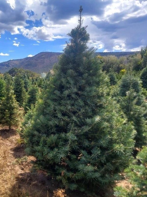 white fir xmas tree