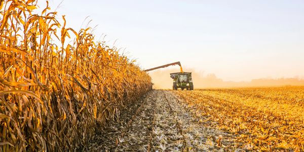 A tractor harvesting corn in a golden field during sunset.