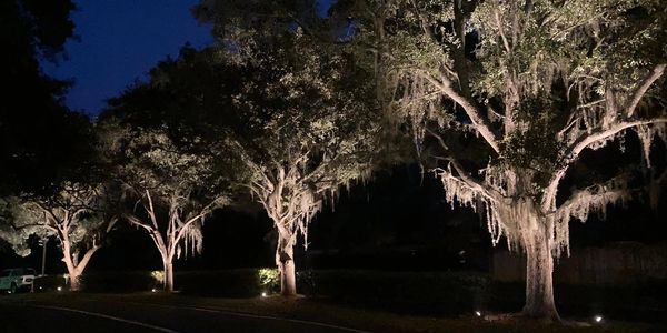 Four trees lit from the ground up with spotlights for trees. Exterior lights for landscape. 