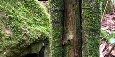 lichen on rainforest tree