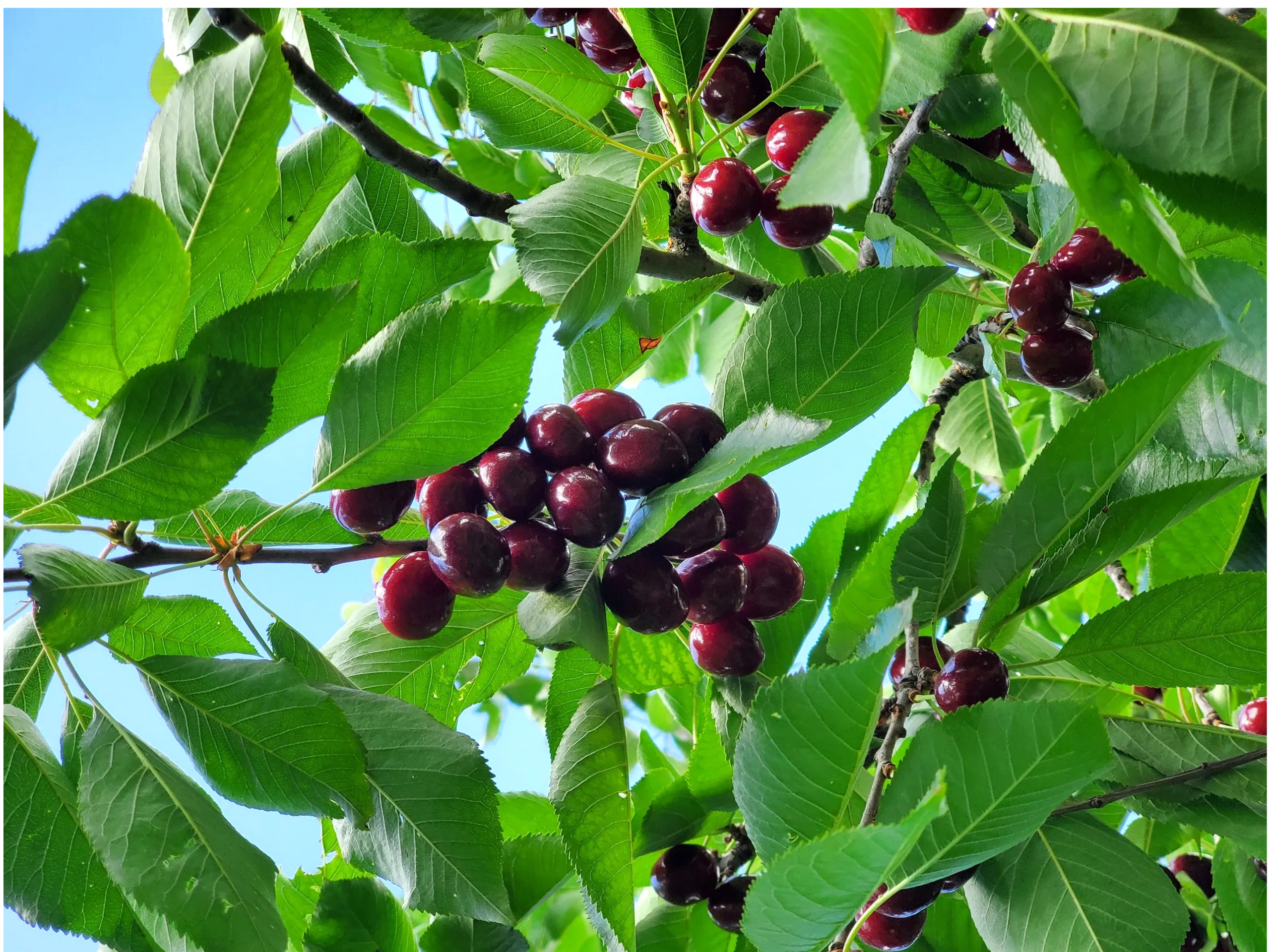 Dark, sweet, juicy, and delicious Bing cherries hanging from a tree. 
