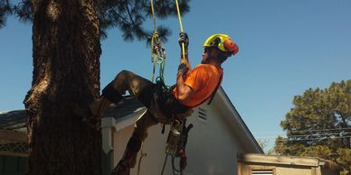 tree climbing and equipment and tree services 