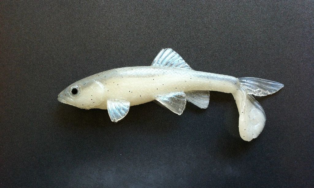All American Trash Fish