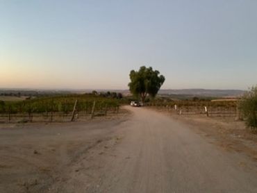 A dirt road leading to a tree in a rural vineyard area.