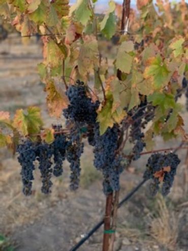 Clusters of dark grapes hanging on a vine in a vineyard.