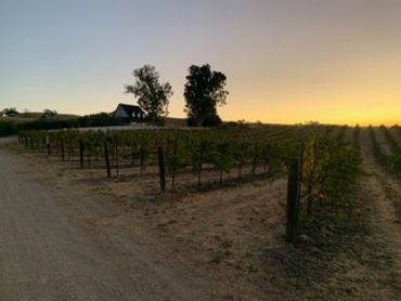 Vineyard at sunset with rows of grapevines and a house in the background.